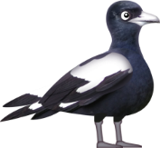 Magpie