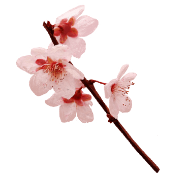 Japanese Cherryblossom