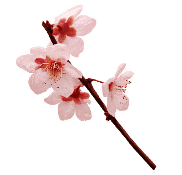 Japanese Cherryblossom