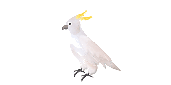 Cockatoo Small